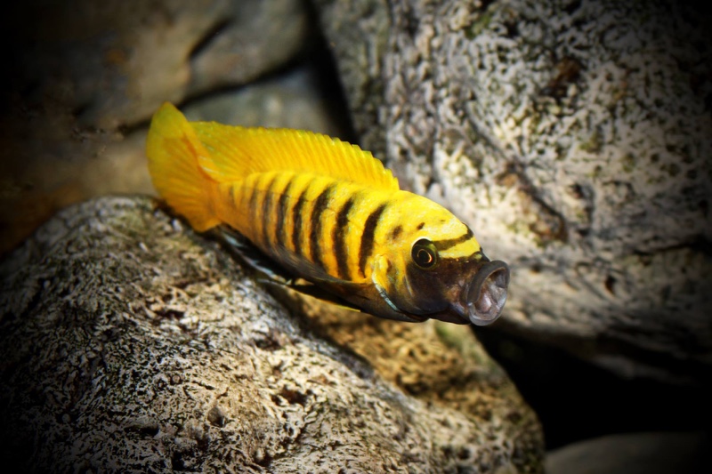 Maylandia sp. 'zebra gold' Kawanga